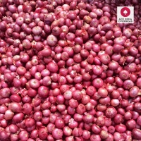 Premium Pink Garwa Onions: Fresh from Nashik, Maharashtra, India for Export 