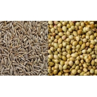 cumin & coriander seeds