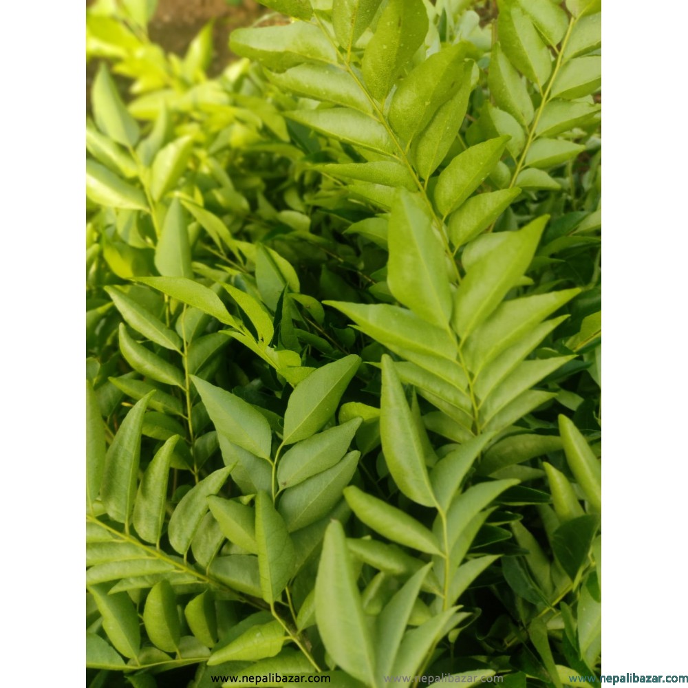 Curry Leaves