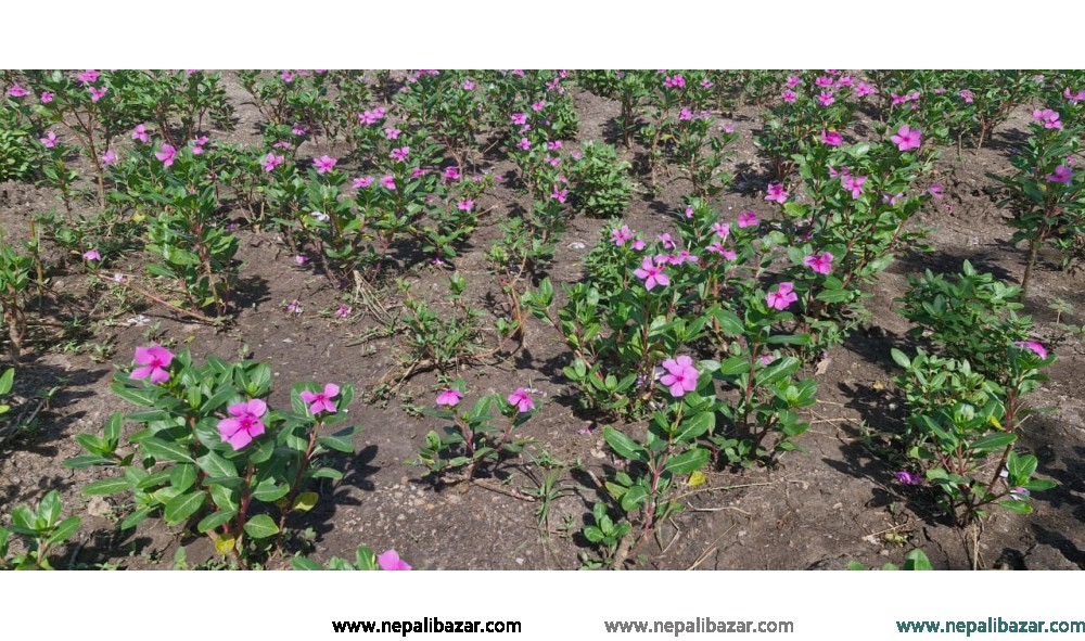 Vinca Rosea Dry Leaves