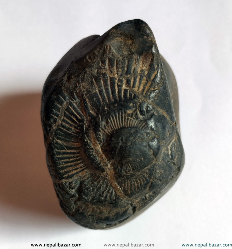 Ananta Chakra Shaligram  Stone