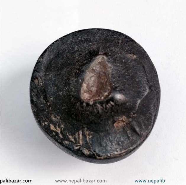 Authentic Shaligram Stone